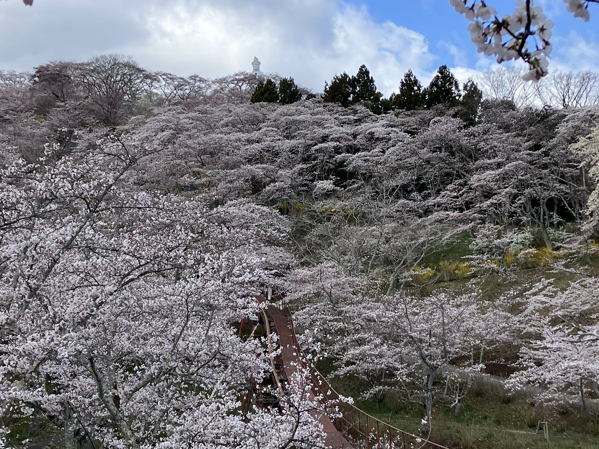 Dublin_Castle's tweet photo. 南東北の桜も満開となりつつあります！🌸
#福島市 #花見山公園 #柴田町 #船岡城址公園 
#flowerblossoms https://t.co/566uRmlDOr
