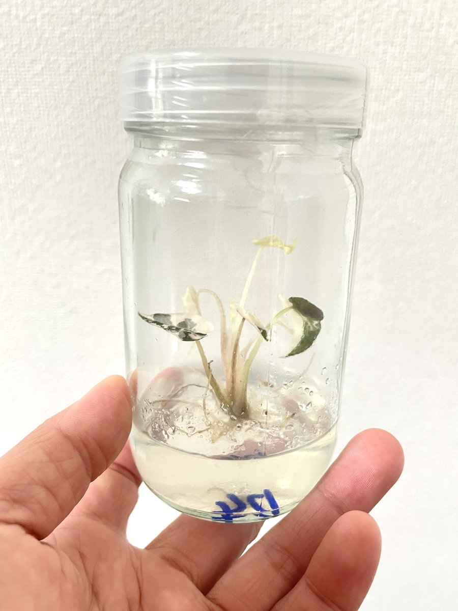 ballpython2019's tweet image. アロカシアの組織培養株をゲットしたんだけど、順化する時にすぐにトルコデルマ菌撒いたら根腐れ防止出来るかな❓🤔
普通は順化する時に培地の寒天取り除くようだけど、なんならそのままで良かったりせんか❓っていうズボラな考えも…🦠🙄w
初めての組織培養株でチャレンジャー過ぎるだろうか…❓😂