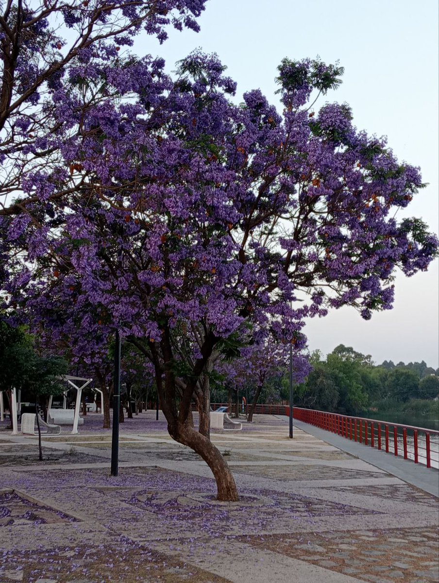 YashisaIto's tweet photo. @AztecaNoticias @RicardoBSalinas @MLMSalinas @JorgeNikaidoB #JacarandaAzteca @RicardoBSalinas @MLMSalinas @JorgeNikaidoB 
Parque Chapulco, Puebla https://t.co/CjGpeaNrpX