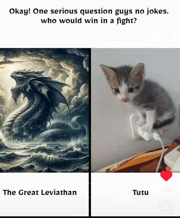 EXPLORECATS's tweet image. TUTUU🙌