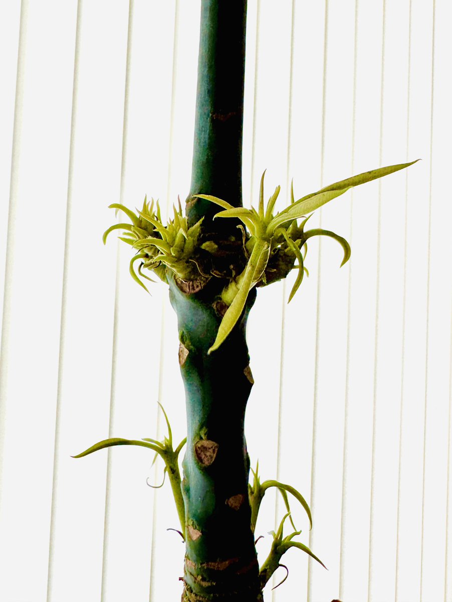 スタジオで育っている
マンゴーの🌴
（M姐から貰った🥭を
食べた種から育てた）

この冬は葉が落ちて
心配してましたが…

新しい芽が🌱
沢山出てきました😊

#マンゴー
#観葉植物
#島じぃ植木職人