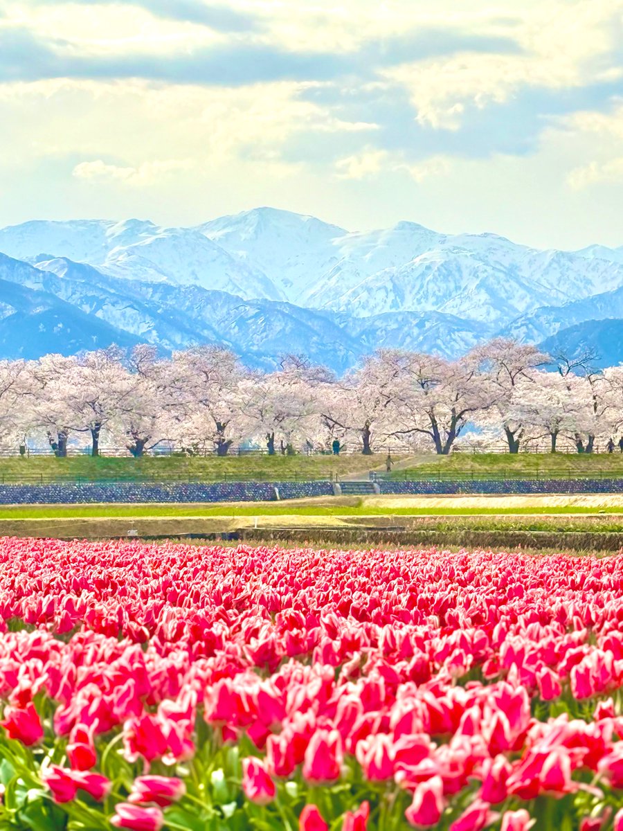panokitotoyama's tweet photo. 本日朝の #春の四重奏 🗻🌸🌷

菜の花の開花が楽しみです✨️ https://t.co/gwPzfrVQAr