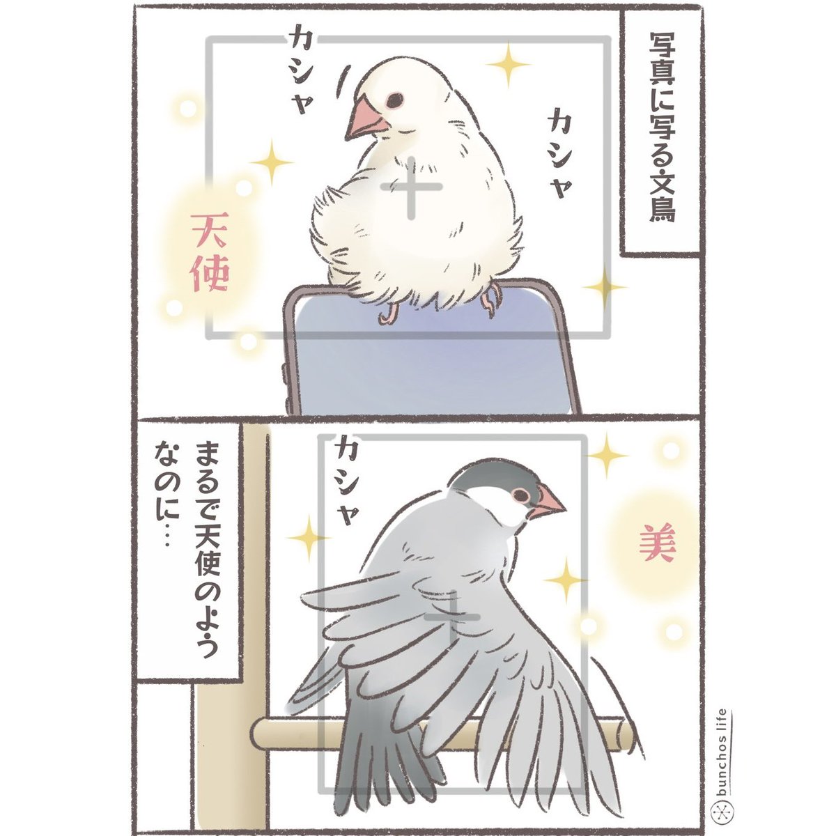 文鳥、写真写りの差が激しい
#文鳥 
#4コマ漫画 