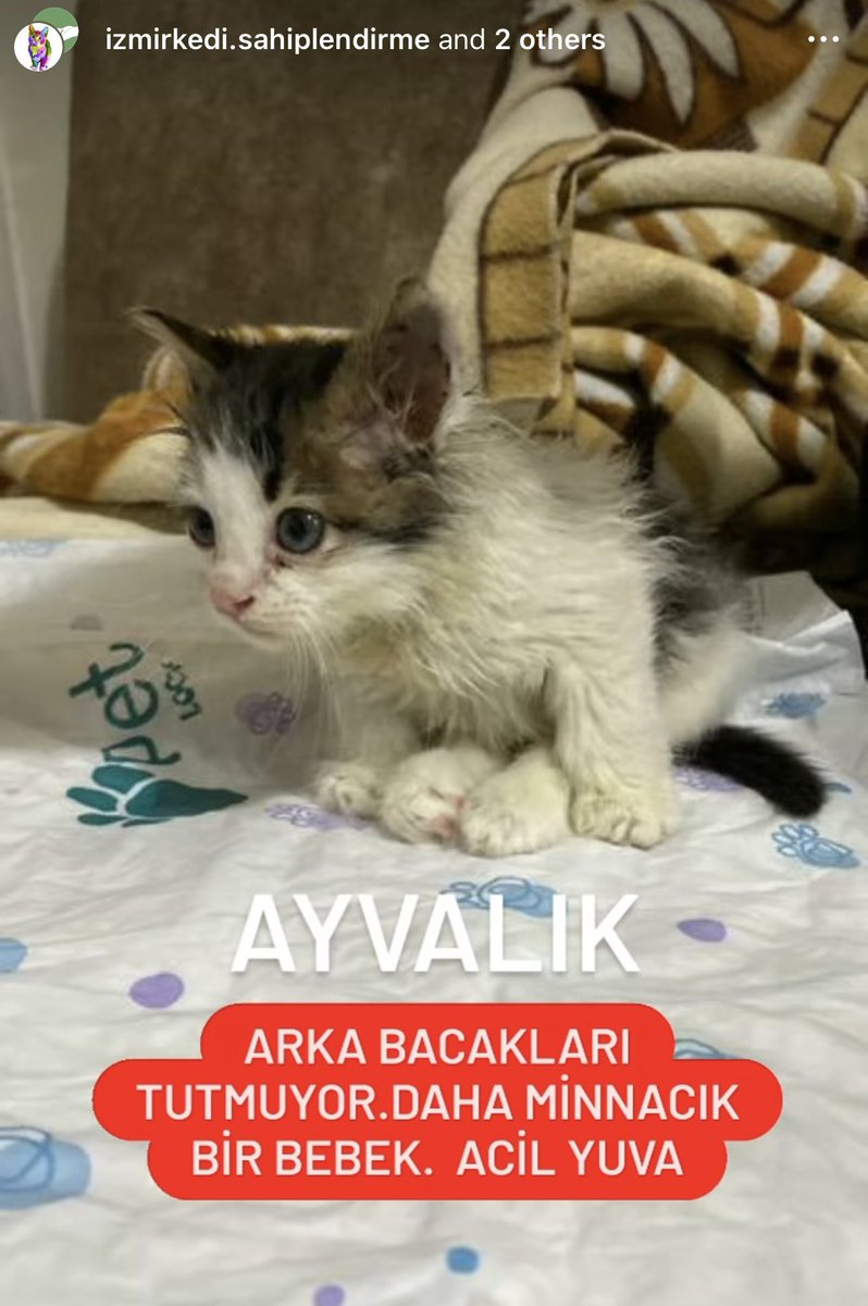 rollofcali's tweet photo. Ayvalık’ta engelli minicik bir bebek😞 Lütfen ona yuva bulalım, her yere nakli sağlanabilirmiş 🙏 https://t.co/5VaGvQgqYY
