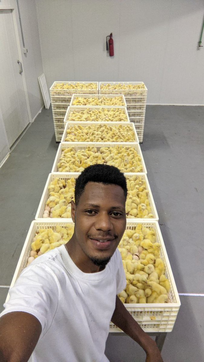 RADVAN🐓🥚🐥 tweet media