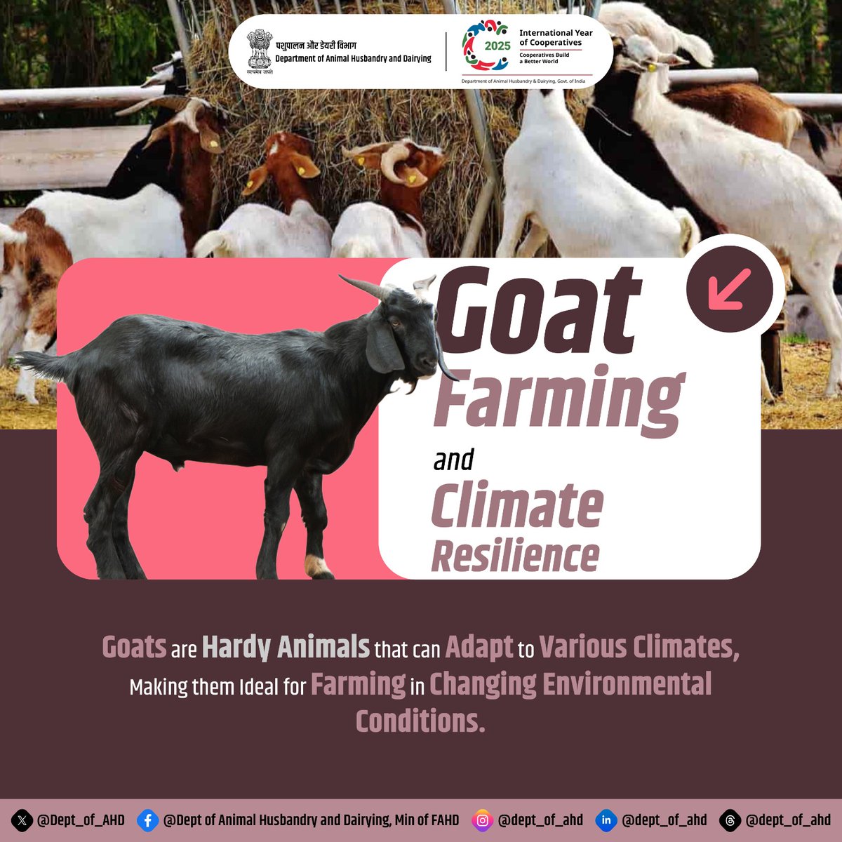 Goat Farming and Climate Resilience

Goats are hardy animals that adapt to various climates, making them ideal for changing environmental conditions. 
#ClimateResilience #GoatFarming
<a href="/LalanSingh_1/">Rajiv Ranjan (Lalan) Singh</a> <a href="/mos_fahd_pr/">Office of SP Singh Baghel</a> <a href="/GeorgekurianBjp/">George Kurian</a> <a href="/mygovindia/">MyGovIndia</a> <a href="/PIB_India/">PIB India</a> <a href="/MIB_India/">Ministry of Information and Broadcasting</a> <a href="/NDDB_Coop/">National Dairy Development Board</a>