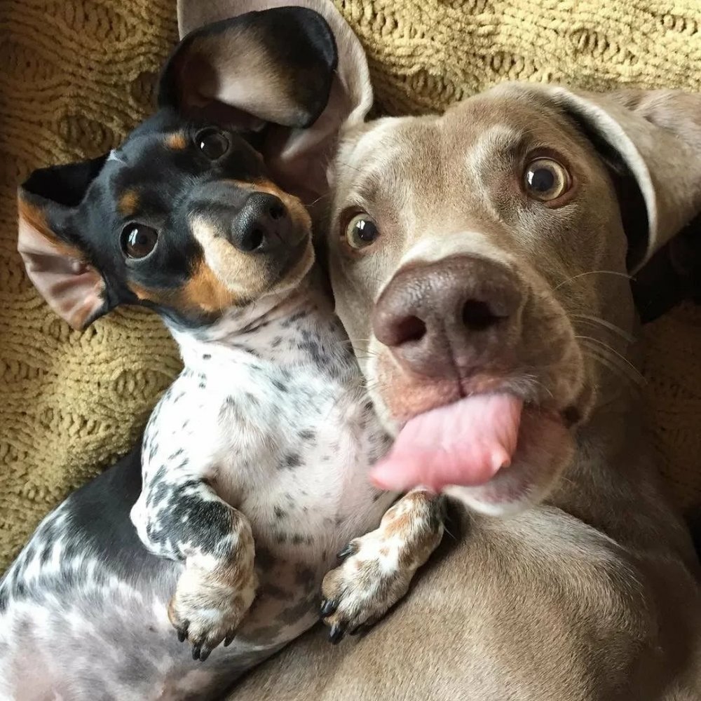 😃  🐶 👅🐶   🥰