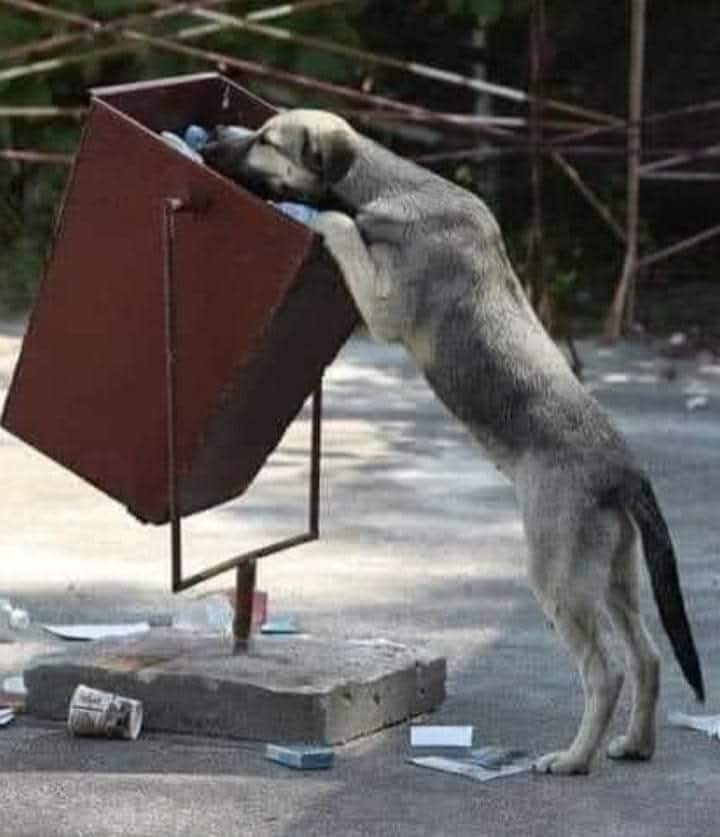 CuoreIschitano's tweet photo. IO, #RANDAGIO...

Non ricordo nemmeno più il giorno in cui iniziò la mia desolata sorte...Ero troppo piccolo per comprendere cosa significasse nascere da madre randagia, in un territorio ostile alla mia specie...Ero ignaro delle privazioni, della crudeltà e del dolore che ⬇️ https://t.co/uo9n4lkOsU