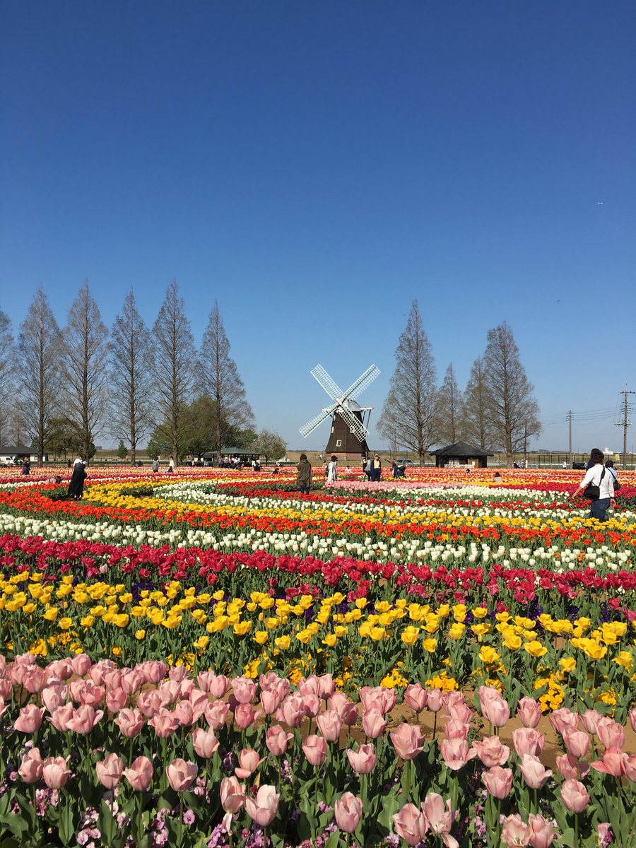 kankou_kashiwa's tweet photo. あけぼの山農業公園はチューリップが見ごろですよ🌷

今週末、４月12日（土）、13日（日）は
チューリップフェスティバルが開催されます☆
9時分～16時00分※雨天中止・少雨決行

周辺の道路は大変混雑されると思います。
みなさまお気をつけて楽しんでくださいね(*^-^*)

#柏市
#あけぼの山農業公園 https://t.co/kLPg06TJ2p