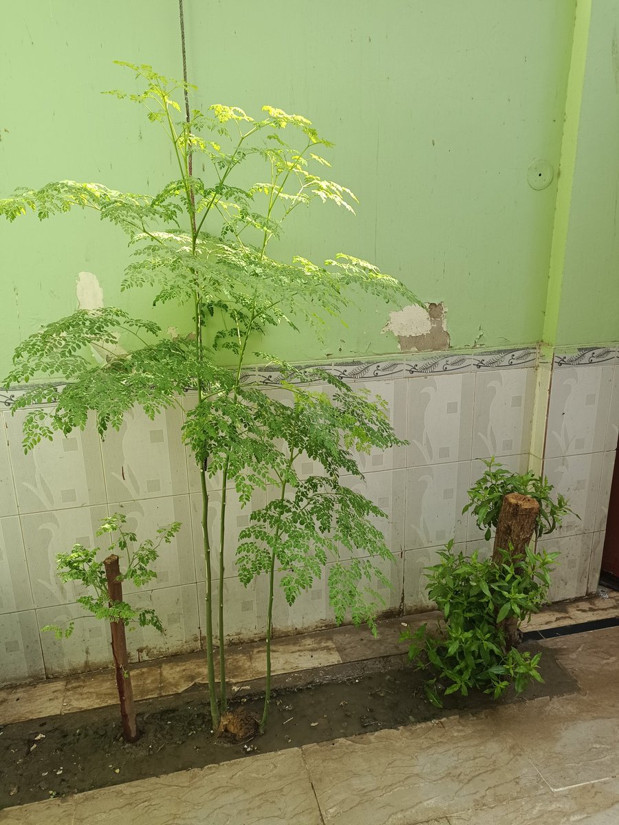 CDFsindh's tweet photo. 🌱✨ CDF’s Green Steps for a Cooler Tomorrow! 🌞🌿
🌳 Planted indigenous trees at our office
🌿 Established a green corridor
💧 Replaced electric water coolers with traditional clay water pots (Ghara)
#ClimateAction #GreenPakistan #CDFforClimate #EcoFriendlyLiving https://t.co/GafWh3J60T