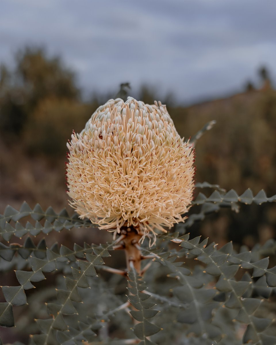 gointerstate's tweet image. Cape Le Grand National Park is known for its idyllic white beaches but take the steep hike up Frenchman Peak (262m) and be rewarded with panoramic views of the park and islands of the Recherche Archipelago. 🌄⁠
⁠
gointerstate.com.au⁠
⁠
