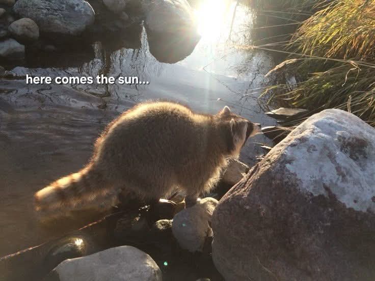 Zac The Raccoon 🦝🎓 (@isaacclarke2021) on Twitter photo 