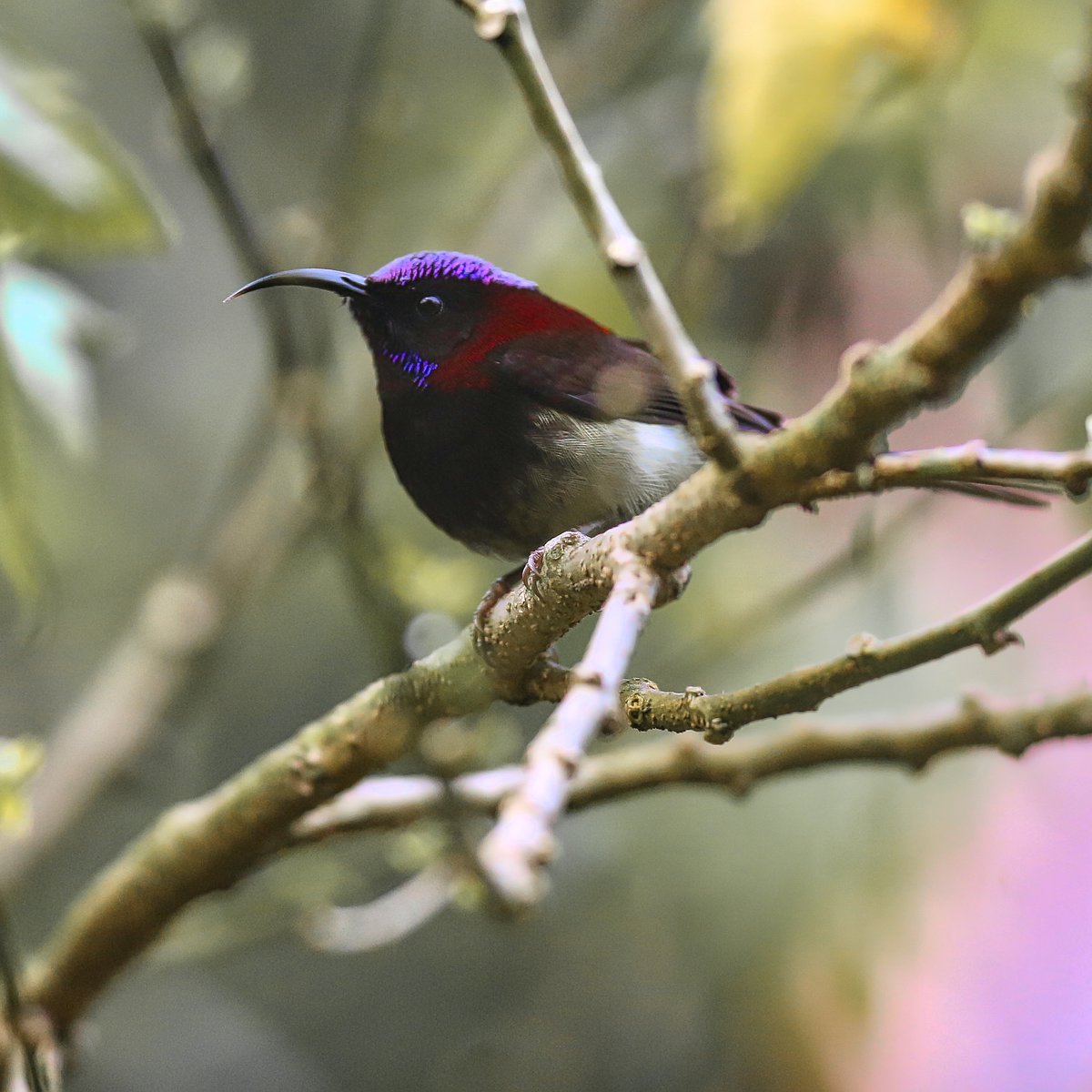 Black Throated Sunbird. 
A lifer, The one that I couldn't get for a while. 
Damn difficult to expose because of its black face. 
7th contribution to #BirdsSeenIn2025 from India this year. 

#IndiAves