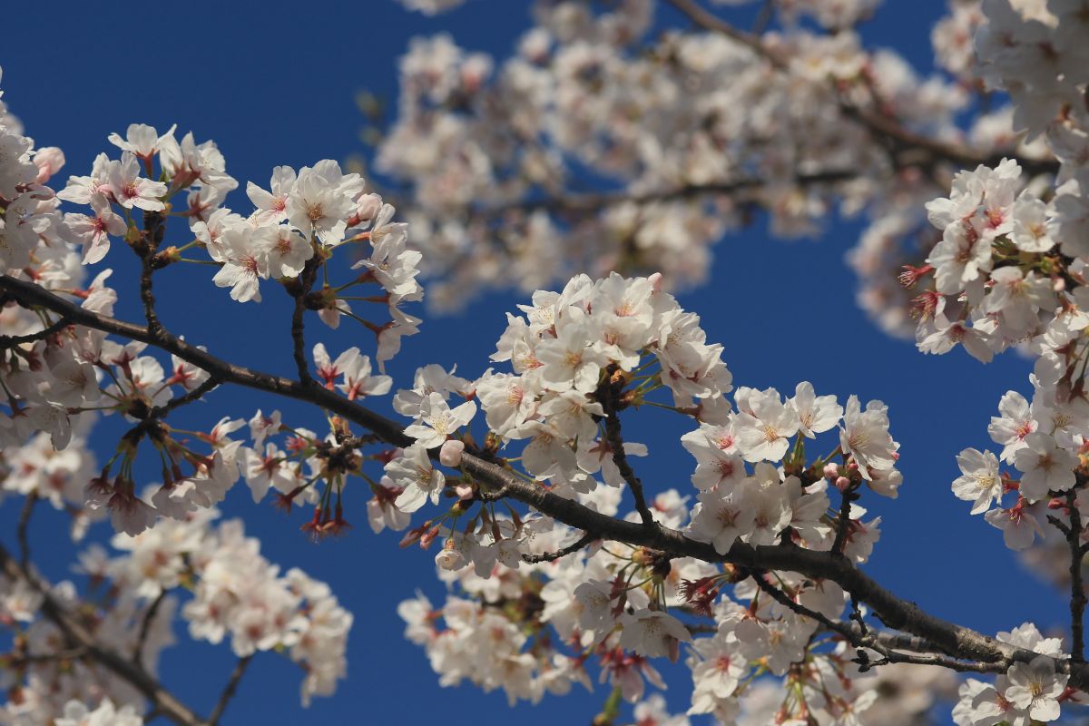 metisyashio's tweet photo. 施設周辺の桜も見頃になっています。八潮市古新田地区でお勧めの桜並木です。#障がい者支援 #障がい福祉 #グループホーム #就労支援施設 #就労継続支援b型 #生活介護支援 #SDGs #八潮市 #大場川 #桜並木 #canonphotography #7dmk2 https://t.co/BAY2k6pwNt