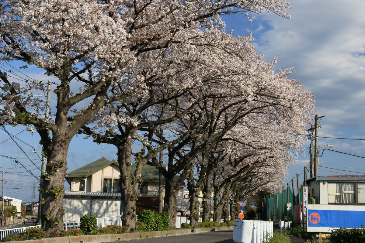 metisyashio's tweet photo. 施設周辺の桜も見頃になっています。八潮市古新田地区でお勧めの桜並木です。#障がい者支援 #障がい福祉 #グループホーム #就労支援施設 #就労継続支援b型 #生活介護支援 #SDGs #八潮市 #大場川 #桜並木 #canonphotography #7dmk2 https://t.co/BAY2k6pwNt