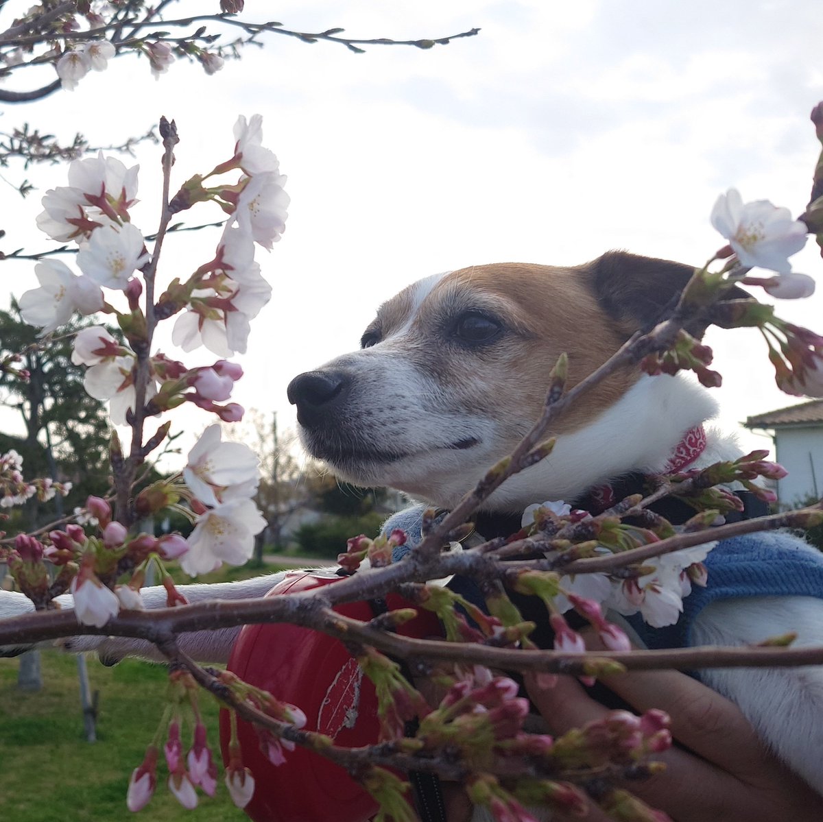 春ですよー
春ですよー