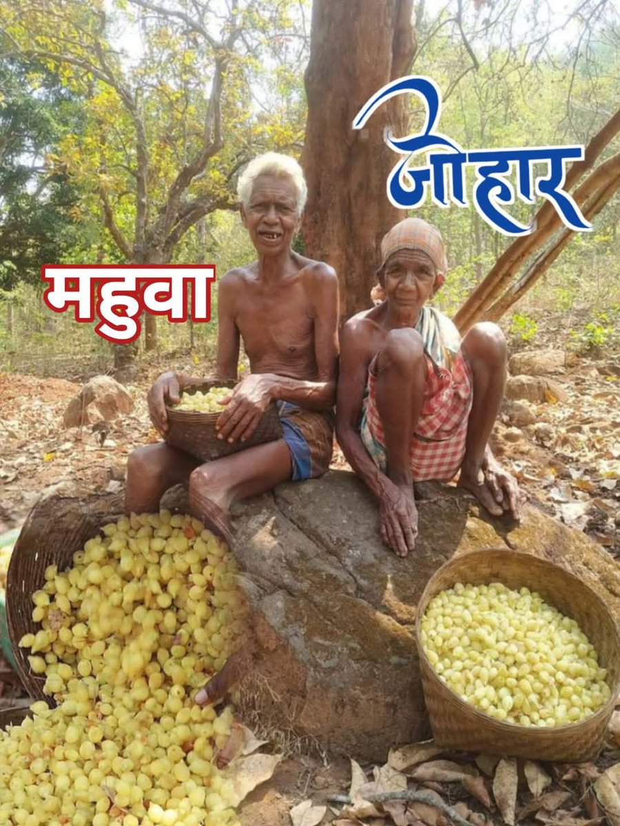 #RAEP 
ऐसी वनोपज के सहारे ही आदिवासियों की रोजीरोटी चली हैं सदियों तक ? लेकिन अब इसे भी छीनने के लिए तमाम तरह की साजिश हो रही हैं ?
वन संरक्षण,  पर्यावरण संरक्षण, विकास के नाम पर एवं नए नए कानून बना कर ?