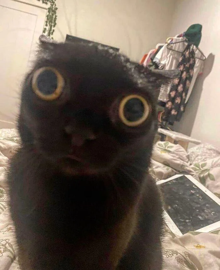 RiiKami's tweet photo. Me when I could crash out but then I remember  my true form https://t.co/SyQJuDMsCe