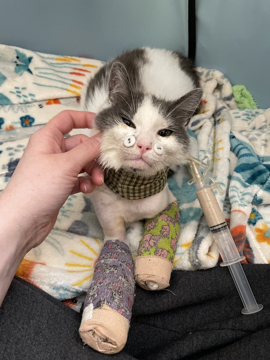 Friends of Bear Cat Rescue tweet media