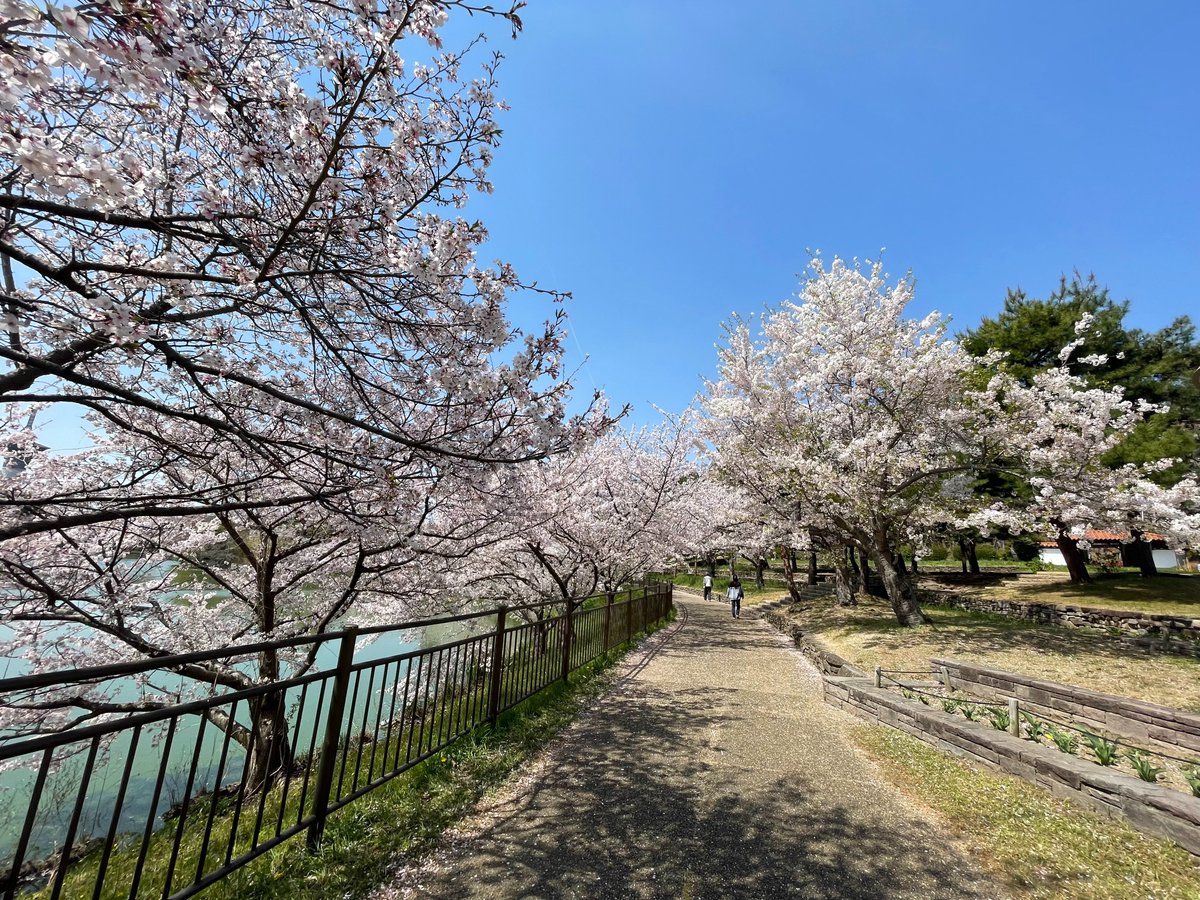 4/9鶴見緑地の開花状況です。風車の丘大花壇では #ネモフィラ と