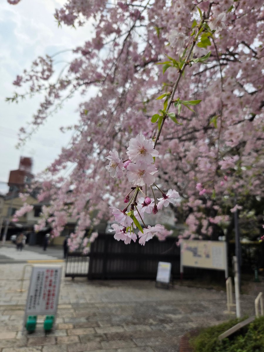 対面授業開始は明日ですが、用があって今出川に行ってきました。
旧図書館側の門にある桜は満開、新町の桜は散り始めといったところでしょうか。
とある会長をやっている同級生とすれ違ったので話したところ、彼のサークルの新歓企画には新入生が50人も来るとか。
うちも頑張らねば…
（会長）