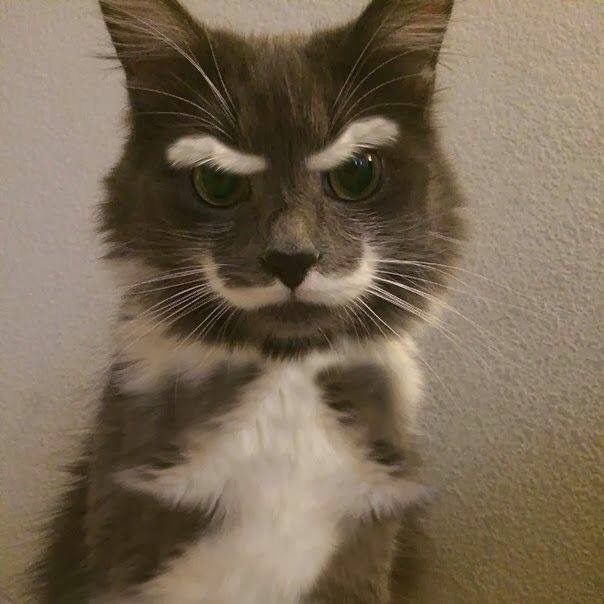 Catspoint1's tweet photo. What would you name him https://t.co/yv7r2u6EHJ