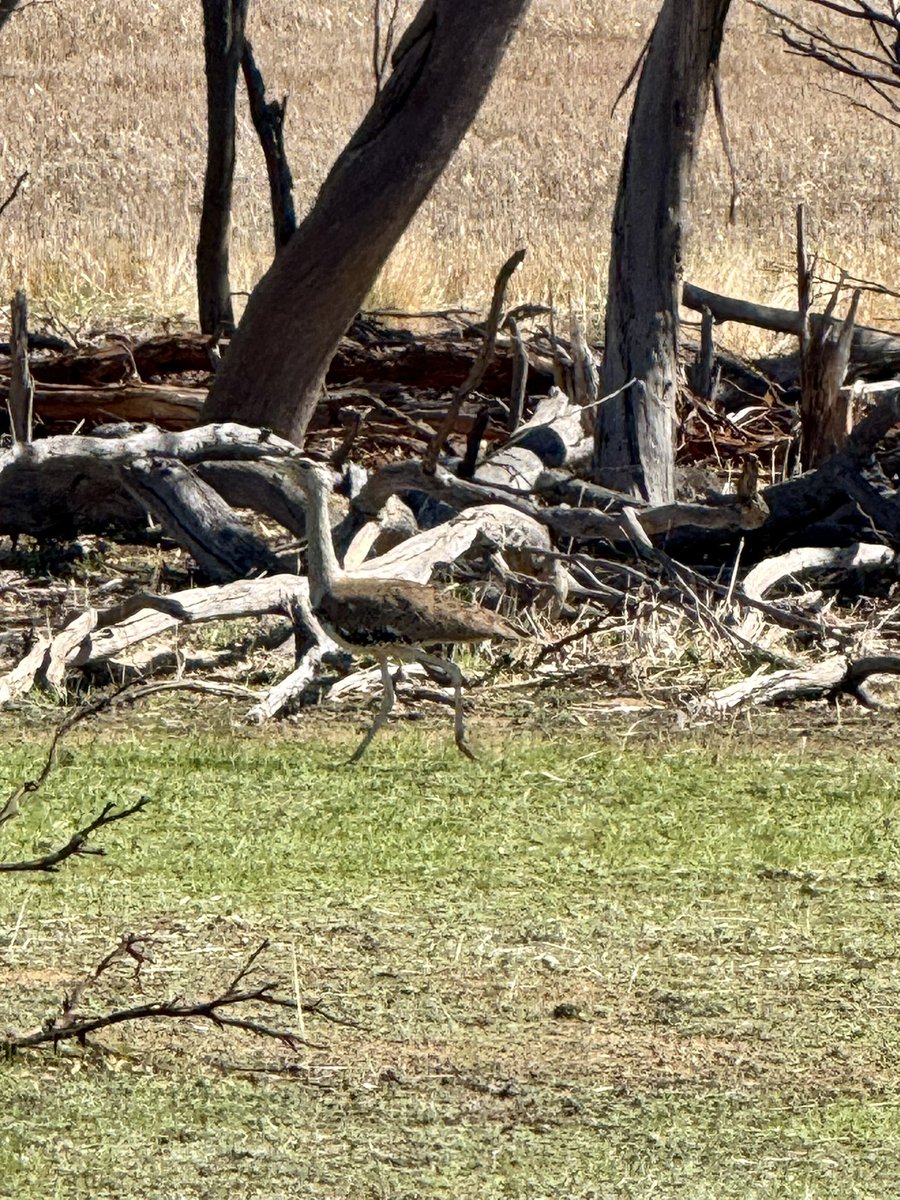Don’t see a Curlew every day!