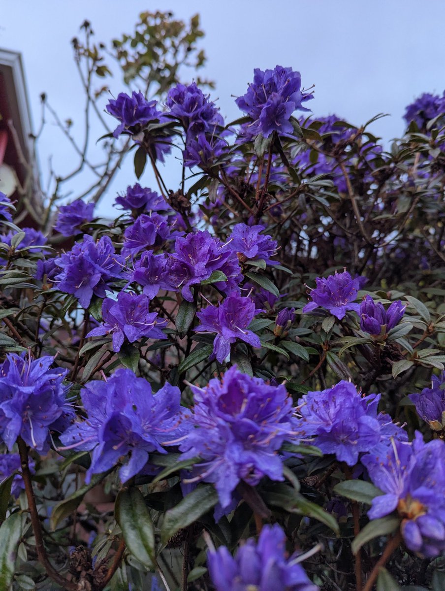 BarronBeauxArts's tweet image. Two of the early spring 💜 rhododendrons in full bloom yesterday, shot on my Google Pixel phone.

Left: Glacial Night
Right: Night Editor