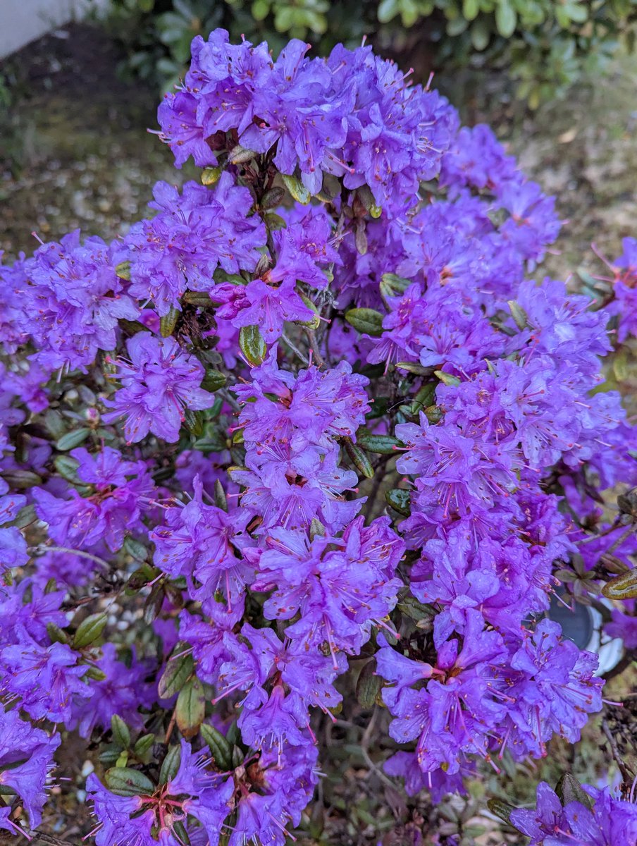 BarronBeauxArts's tweet image. Two of the early spring 💜 rhododendrons in full bloom yesterday, shot on my Google Pixel phone.

Left: Glacial Night
Right: Night Editor