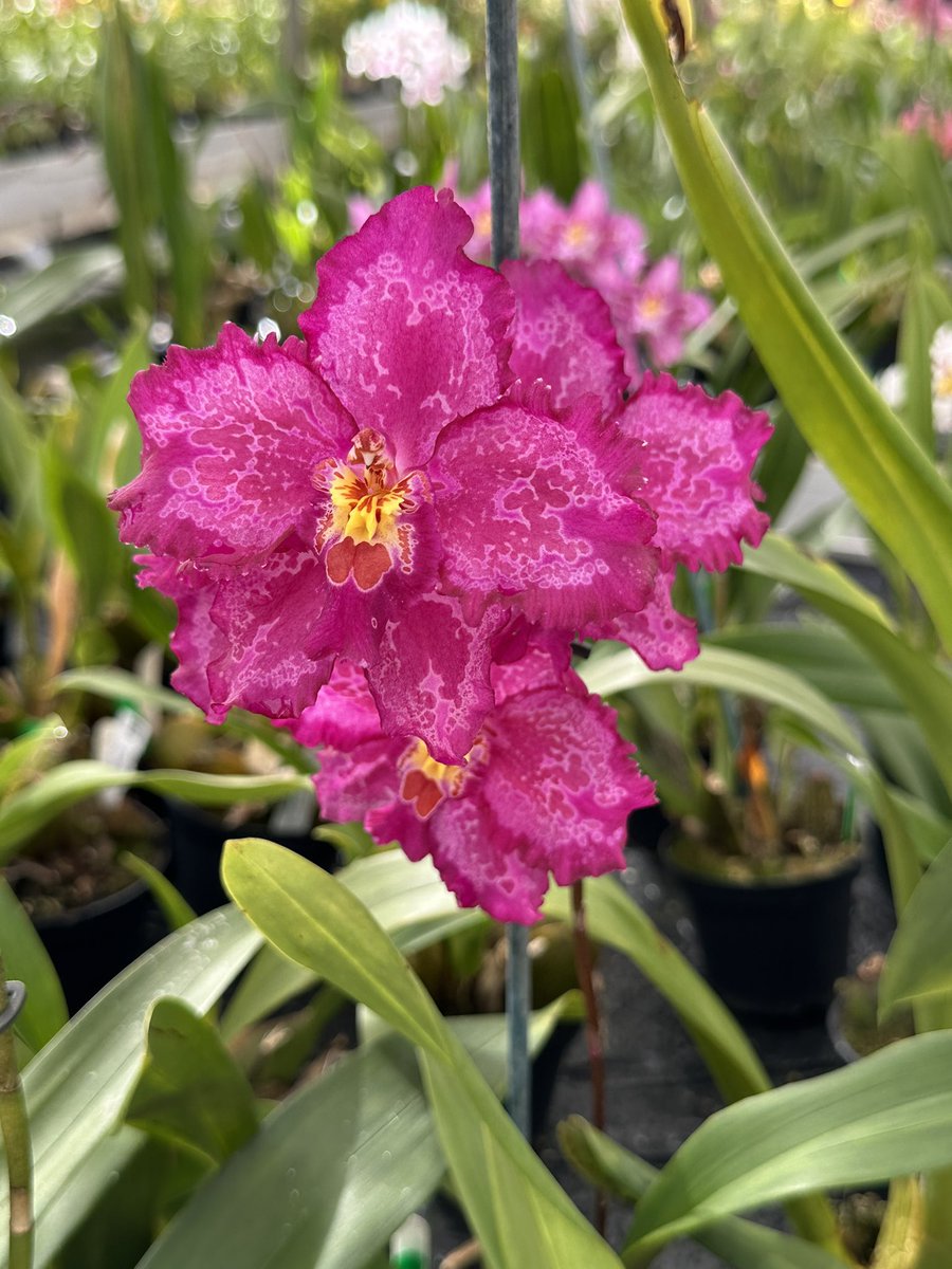 Oncidium Teighmore with deep pink flowers with lace like markings 🌿

#orchids #orquídeas #nature #conservation