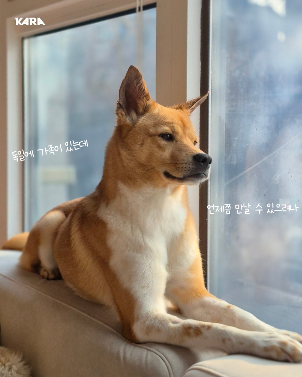 [리트윗을 부탁드립니다🙏]

도라를 독일 프랑크푸르트로 데려다주실 해외 이동 봉사자를 찾습니다!

입양이 확정된 도라의 가족은 독일에 있습니다. 도라는 새로운 삶을 시작하기 위해 프랑크푸르트로 떠날 준비를 마쳤지만, 함께해 주실 이동 봉사자님이 절실한 상황입니다.

2025년 6월 12일 이후