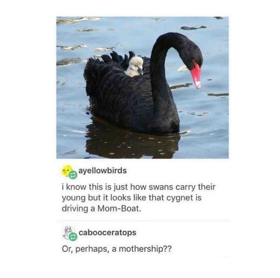 WholesomeMemes tweet media