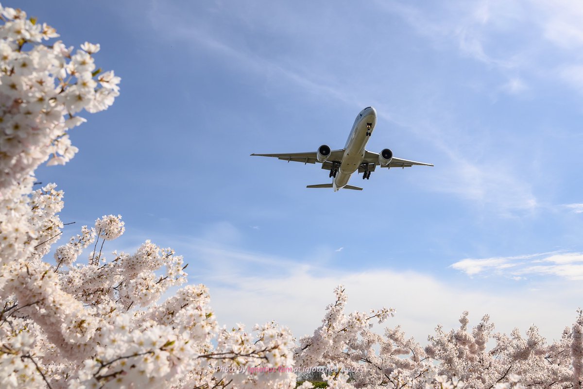 martopiggus's tweet photo. Larry Berg Flight Path Park 應該係唯一可以同一時間影櫻花同飛機嘅地方 https://t.co/b61wewJvSk