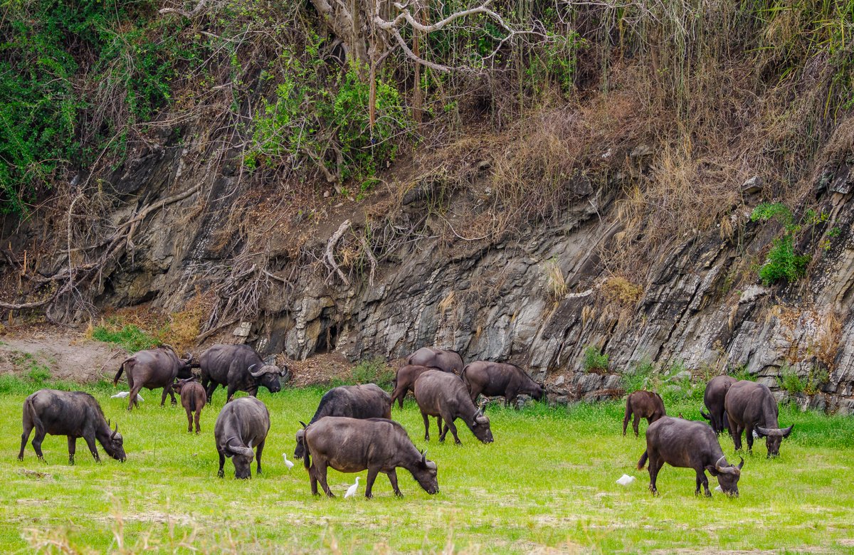 In the heart of Tarangire National Park, on our Kenya-Tanzania safari experience.
naturaltoursandsafaris.com/.../kenya-tanz…
#kenya #tanzania