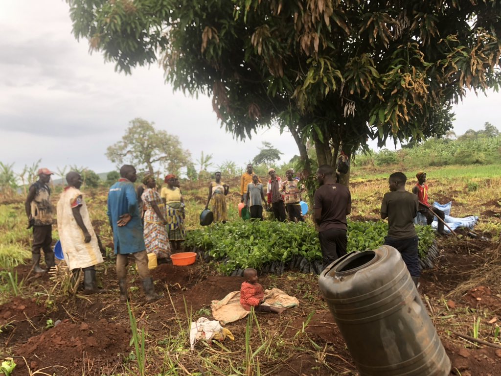 NazarethAgribiz's tweet photo. Our team is establishing 5 acres of commercial coffee plantation in Kakumiro district for @HungerFightersU . We are enabling host community bond with the project by offering them chance to get jobs on the project and skills in coffee planting and management.
Call: 0774488626 https://t.co/ybaK1VjwAj