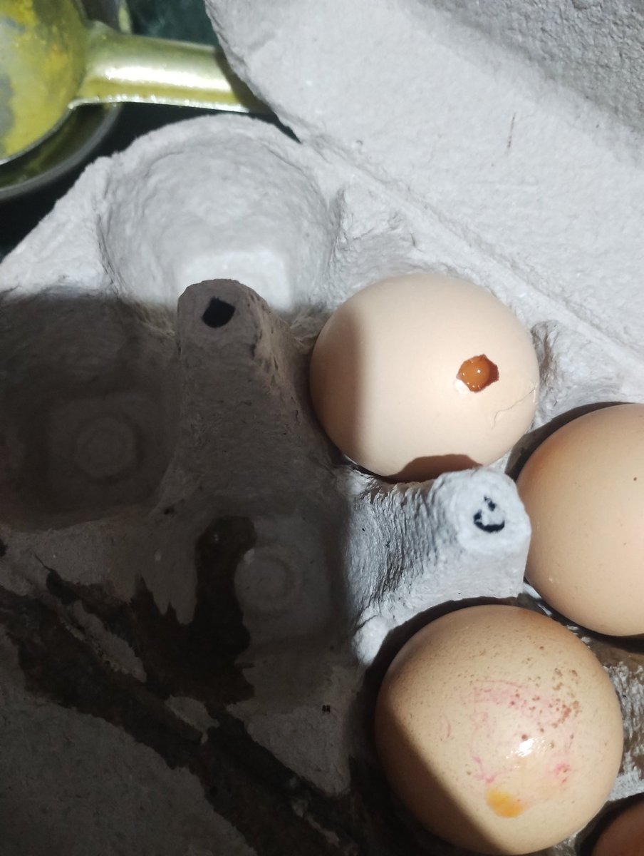 thathastu_'s tweet photo. @letsblinkit 
I placed an order ORD880829097 this morning. 
I was supposed to receive 10 eggs along with other ordered items.
2 eggs out of those 10 were broken. I shared the pics while giving review.
Could get help from the Blinkit help desk.
And this seems store keepers mistake https://t.co/MwFgnKHhkG