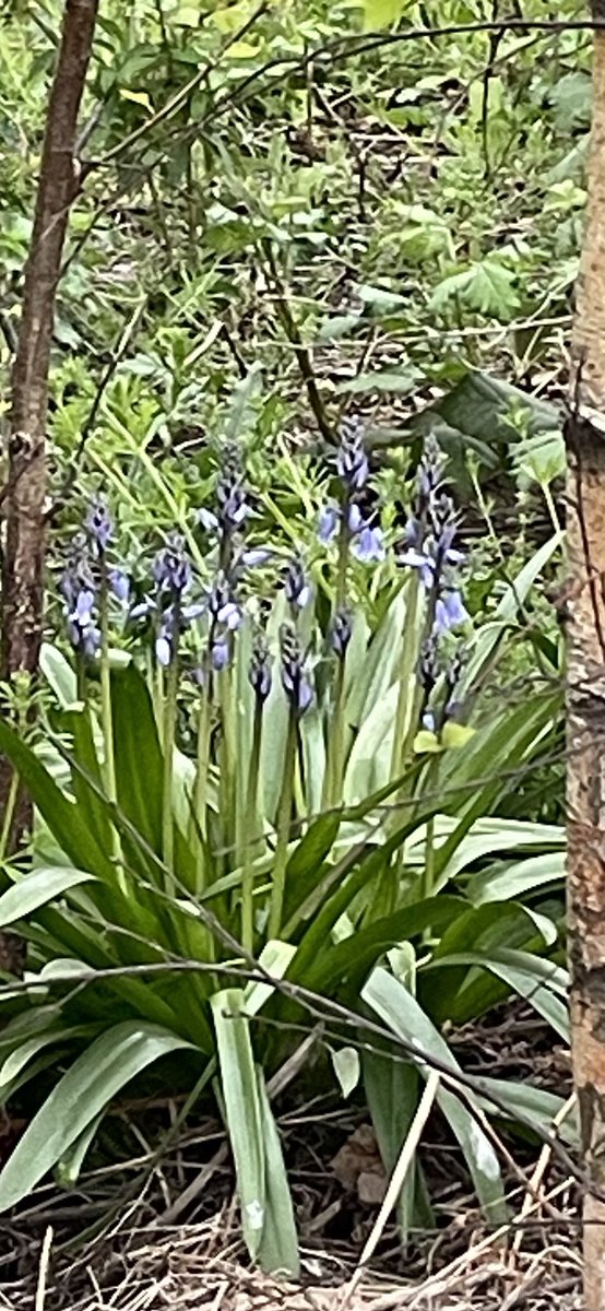 One fragile cluster of bluebells outside Tate modern.