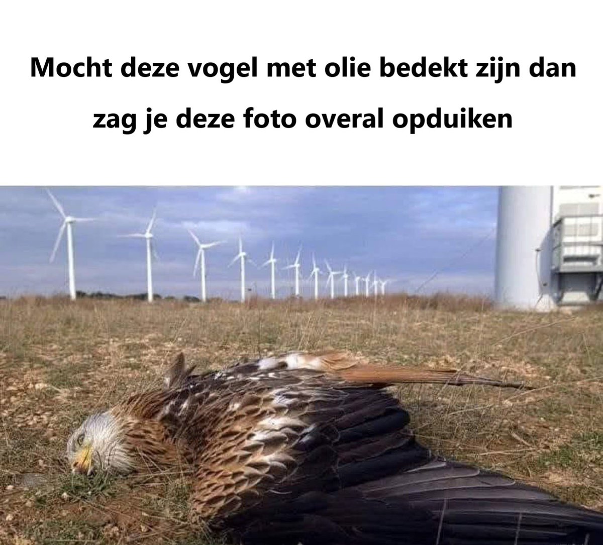 Golden Eagle tweet media
