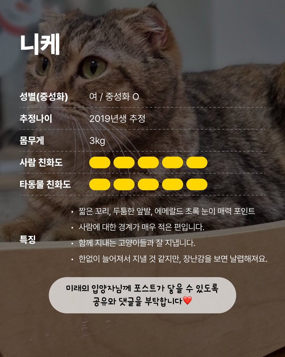 더봄센터에서 가장 맛있게 자는 고양이, 니케를 소개합니다.
통통한 꼬리와 도톰한 앞발, 푹신한 털까지! 어느 하나 안 귀여운 곳이 없어요.

놀이 시간에는 반짝이는 눈으로 장난감을 쫓다가도,
쉴 때는 바닥에 철푸덕 붙어서 천하태평한 자세로 늘어져 있답니다.
가끔은 좌식 자세로 앉기도 하는데,