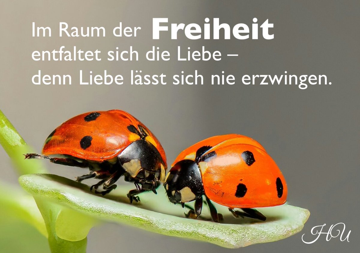 herbert_ullrich's tweet photo. Wer #Liebe erzwingen will, versteht sie nicht. #Freiheit macht Liebe echt, denn nur in Freiheit können wir uns hingeben. Ohne Freiheit sind wir Maschinen, ohne #Freude &amp; #Ekstase - nur Funktion ohne Seele und Geist Seele.

„Wo der #Geist ist, da ist Freiheit.“ 2. Kor. 3,17 https://t.co/82TwaKnGkk