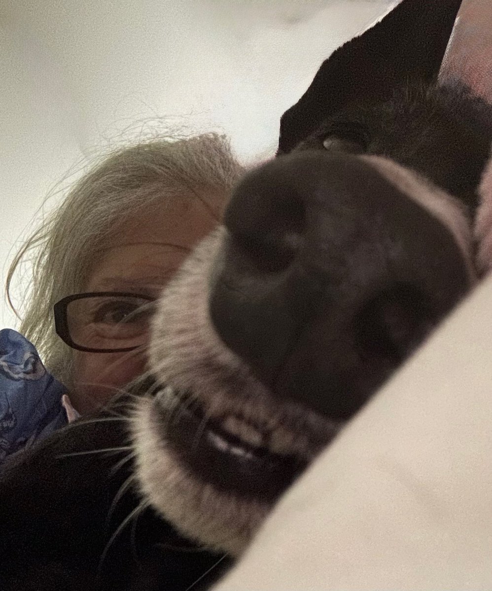 paddythegreyt's tweet photo. It’s #NationalHugYourDogDay! nothing feels better than a warm hug from my hoomans. So today, let’s spread the love! Remember, however, to let sleeping dogs lie.  💙🐾🐾#HugYourDogDay #GreyhoundLove https://t.co/B4xWeYNaOd