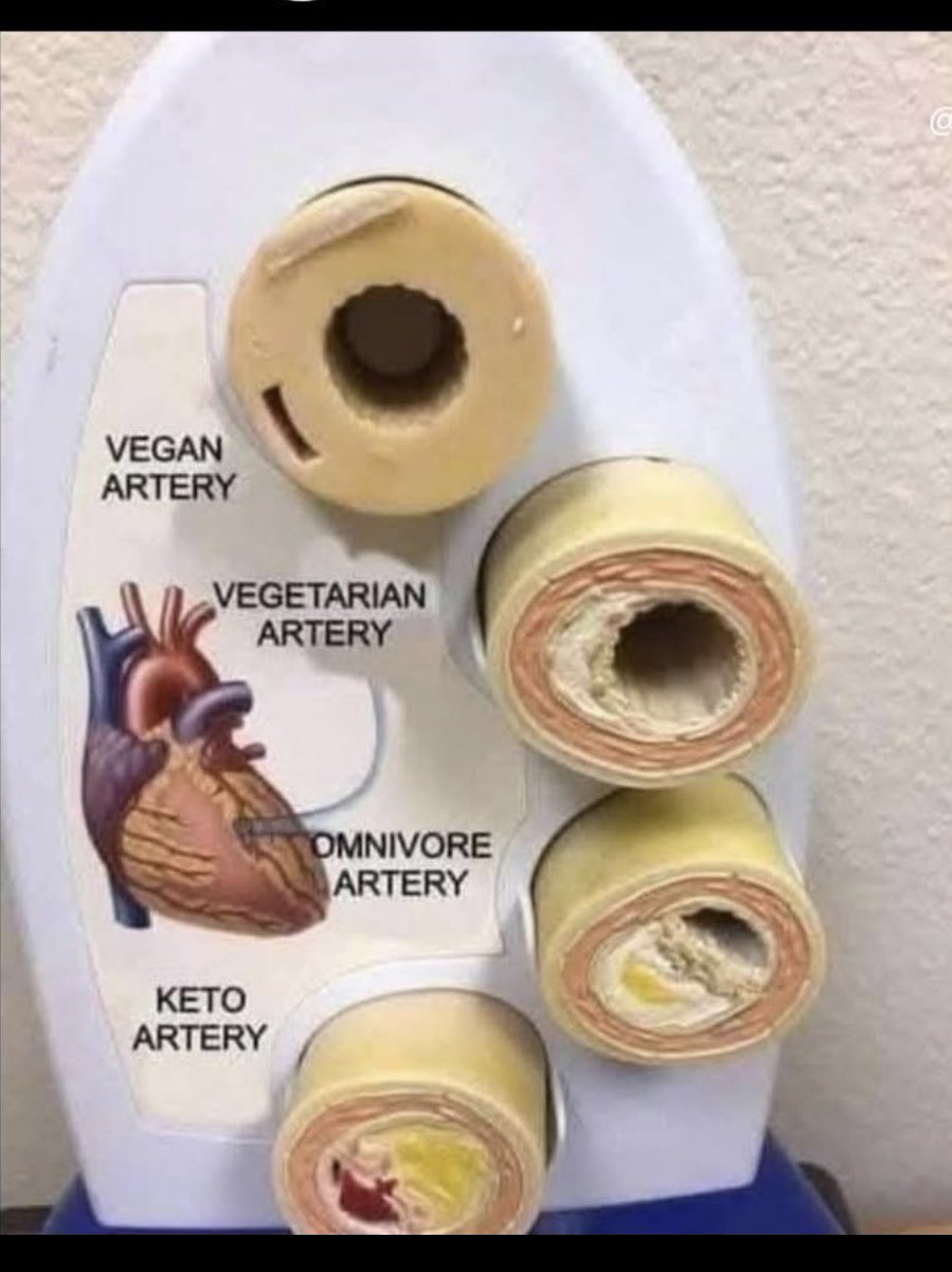 Carnivore Bull tweet media