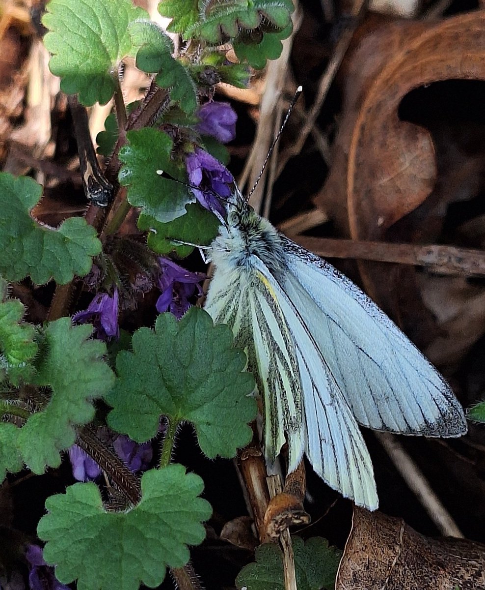 🍃🌺💜🦋🤍🌿

#InsectThursday