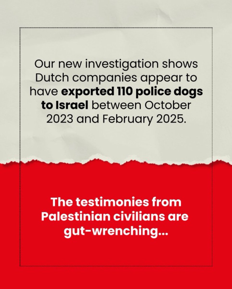 Onderzoek van <a href="/SOMO/">SOMO</a>: waarschijnlijk 110 politiehonden geleverd aan Israël vanuit Nederland sinds oktober 2023. Honden worden gebruikt voor allerlei mishandelingen. Er gelden dezelfde regels als wanneer je naar het buitenland verhuist met je huisdier. somo.nl/nl/terror-unle…
