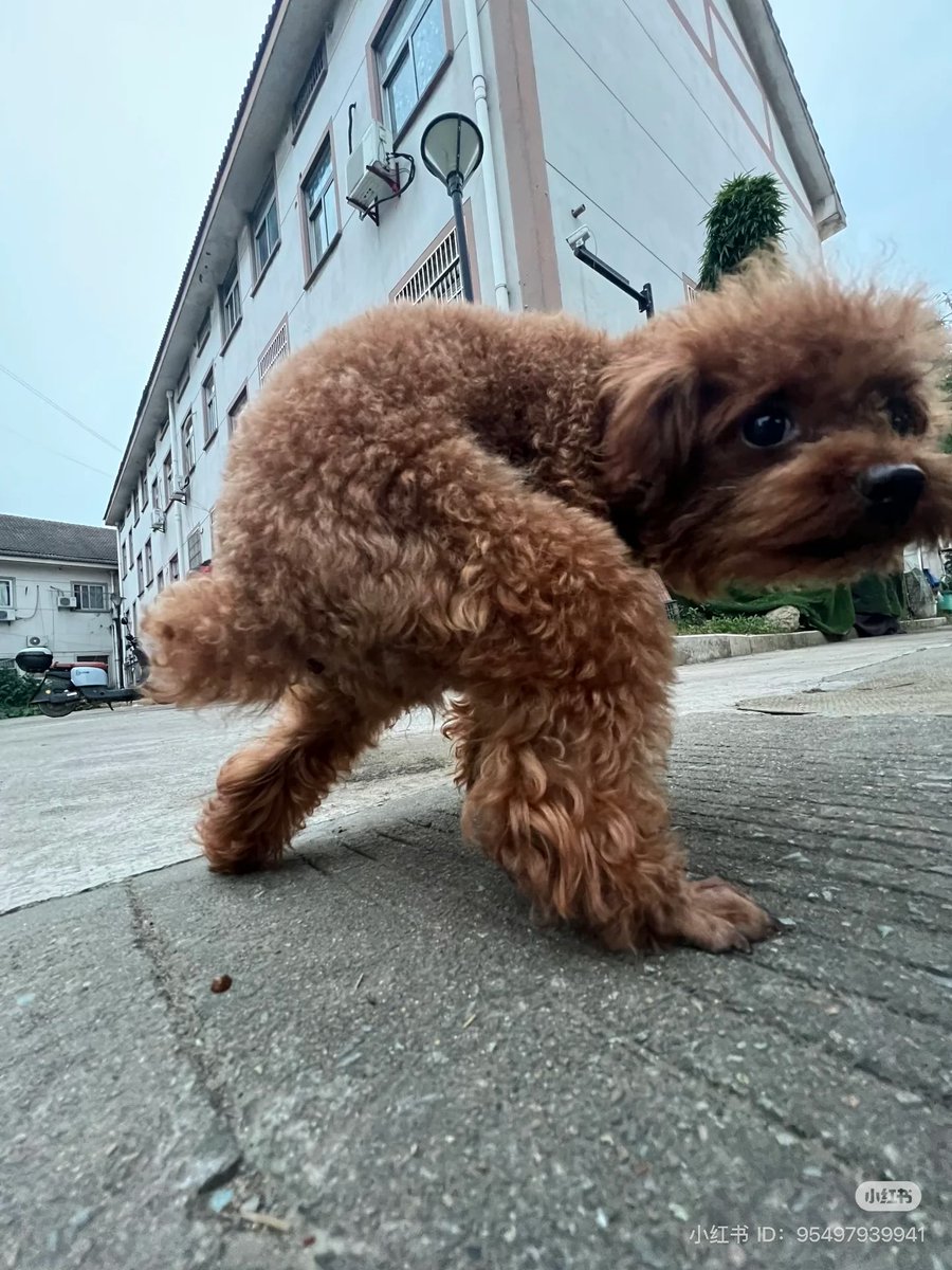twaniimals's tweet photo. https://t.co/68vKCpDQ8S
