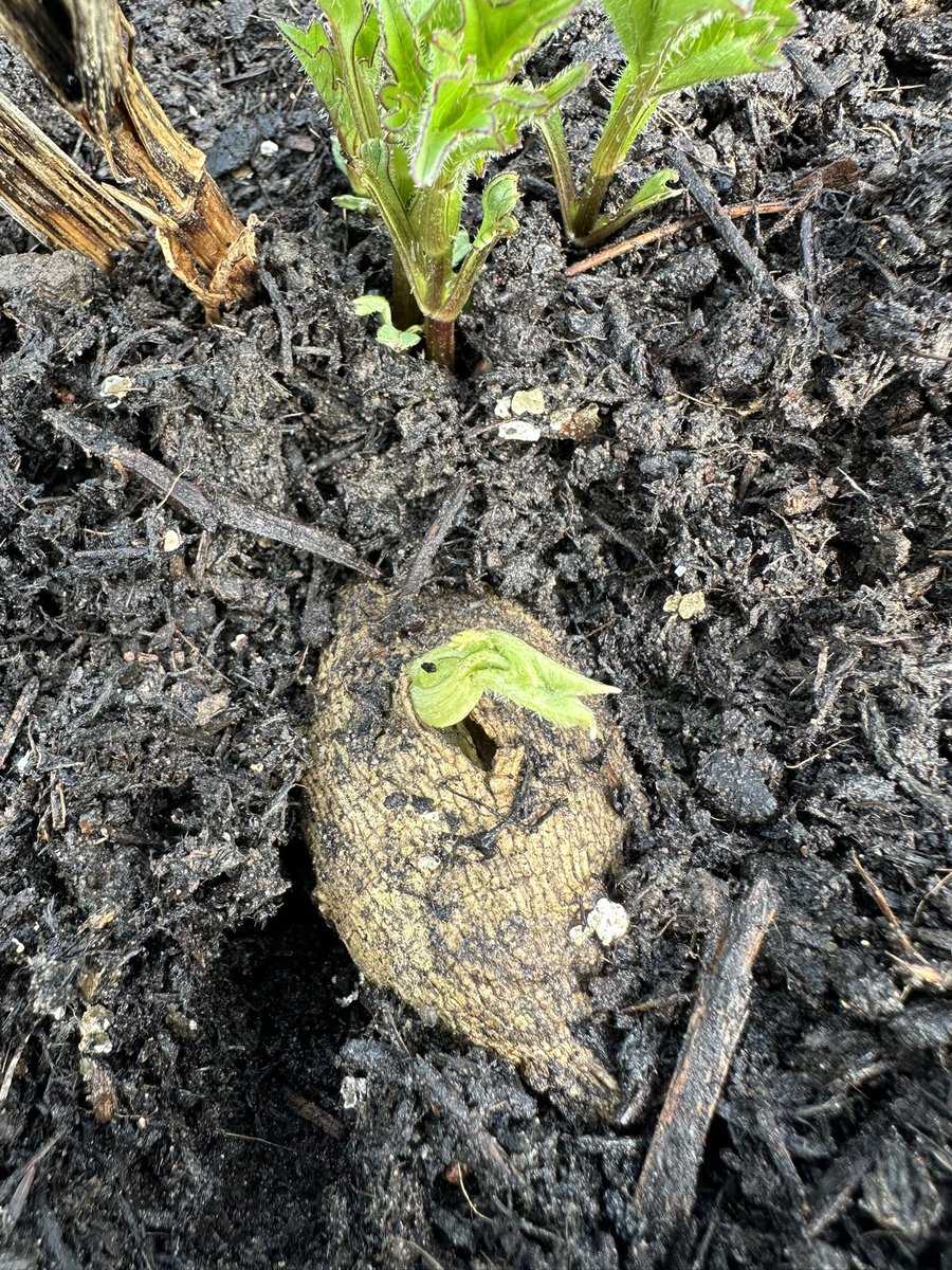 Well this is a new one for me! 
I’ve never seen or had a dahlia shoot from the middle of tuber before! 😳
I even poked my fingers underneath to see if it was rotted or hollow and something was growing up through it but No, it’s definitely coming from the tuber 🤷‍♂️ 🌱