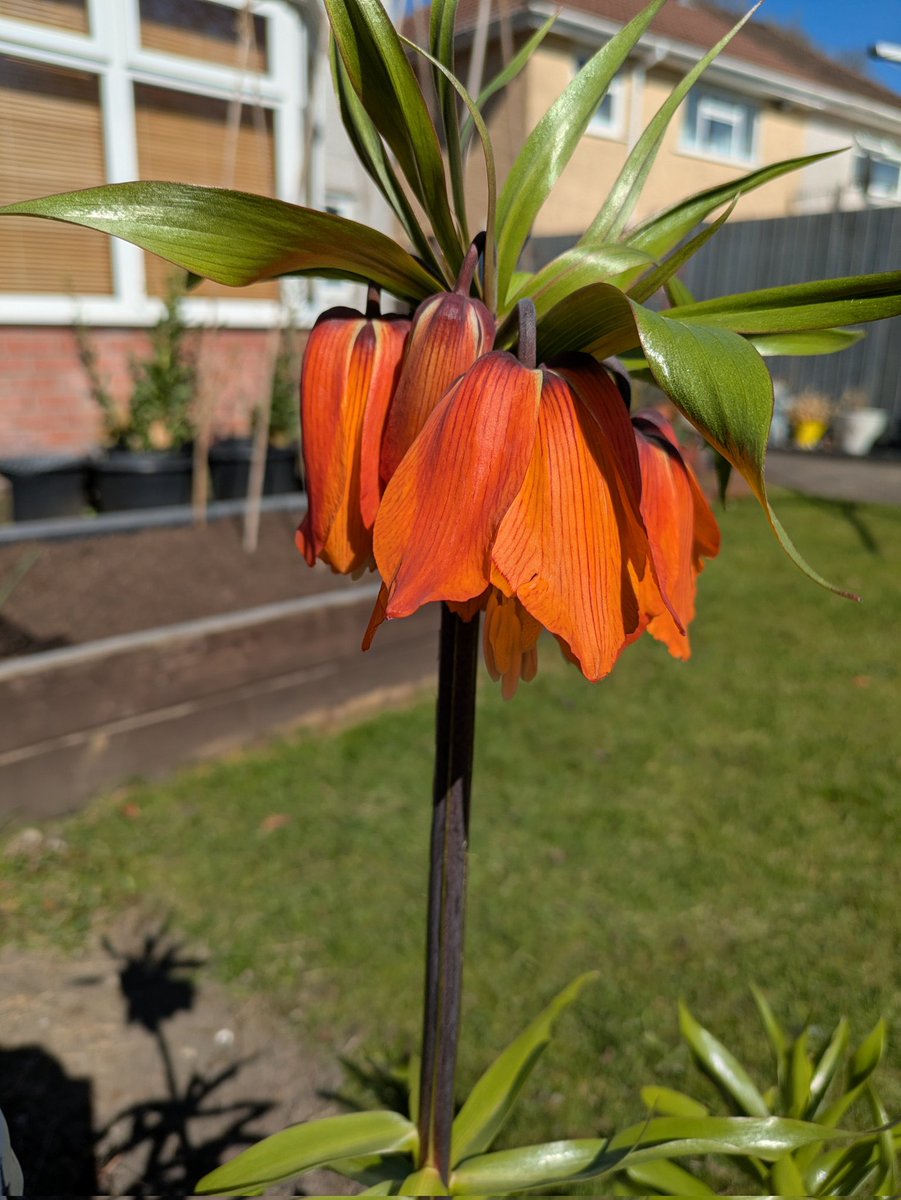 StairliftFixer's tweet image. Looking good.. happy Friday #gardening tweeters 😎😁