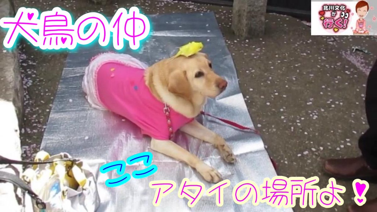 BunkaKitagawa's tweet photo. 4/11（金）19時公開「北川文化が行く」
仲良し犬ちゃんと鳥
ちゃんねる⇒https://t.co/LYjkf81bmJ
＃犬
＃鳥
＃かわいい
＃仲良し
＃絆
＃微笑ましい https://t.co/JcB3grt5Bb