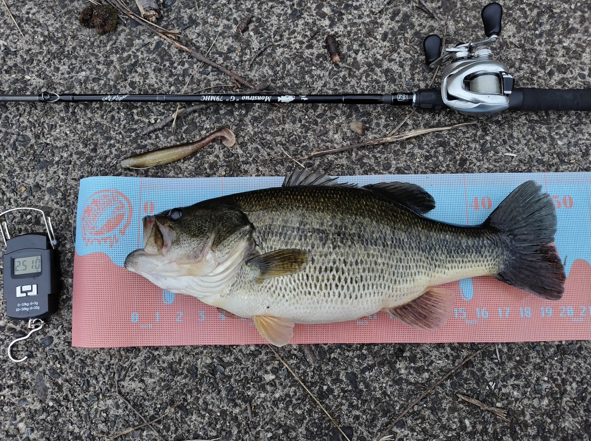 最後のポイントで春らしい魚(」・ω・)」
48cm/2510g