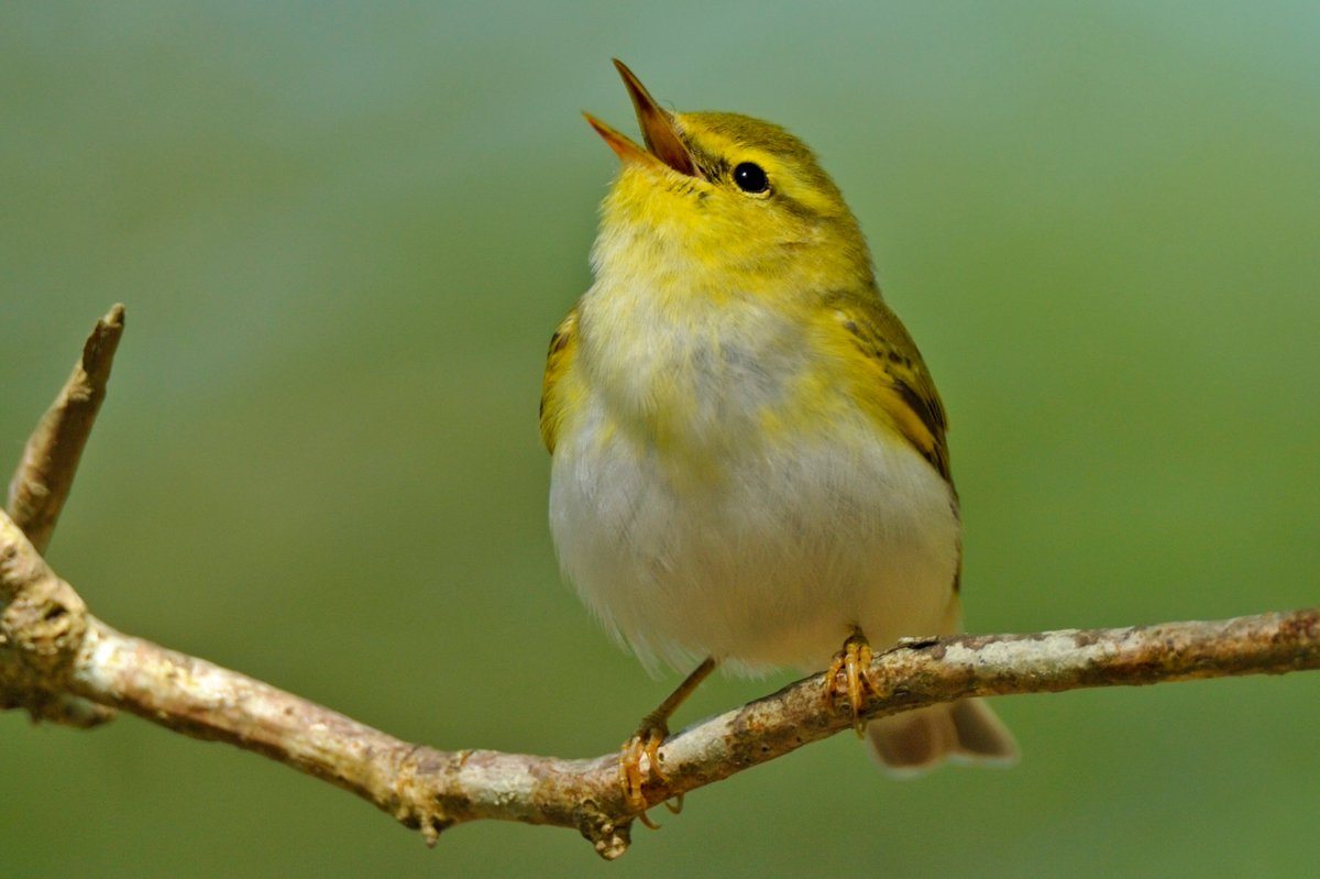 Montgomeryshire WT (@montwildlife) on Twitter photo #DYK Gregynog’s ancient oak-filled Great Wood is one of the most important of its kind in #Wales & provides vital habitat for wildlife like the Wood Warbler?!
📸Brad Carr; Andy Rouse/2020VISION
<a href="/HeritageFundCYM/">Cronfa Treftadaeth y Loteri Genedlaethol</a>
<a href="/WGClimateChange/">Welsh Government Climate Change</a>
#NatureNetworks #WelcomeHometoNature #DYK Gregynog’s ancient oak-filled Great Wood is one of the most important of its kind in #Wales & provides vital habitat for wildlife like the Wood Warbler?!
📸Brad Carr; Andy Rouse/2020VISION
<a href="/HeritageFundCYM/">Cronfa Treftadaeth y Loteri Genedlaethol</a>
<a href="/WGClimateChange/">Welsh Government Climate Change</a>
#NatureNetworks #WelcomeHometoNature